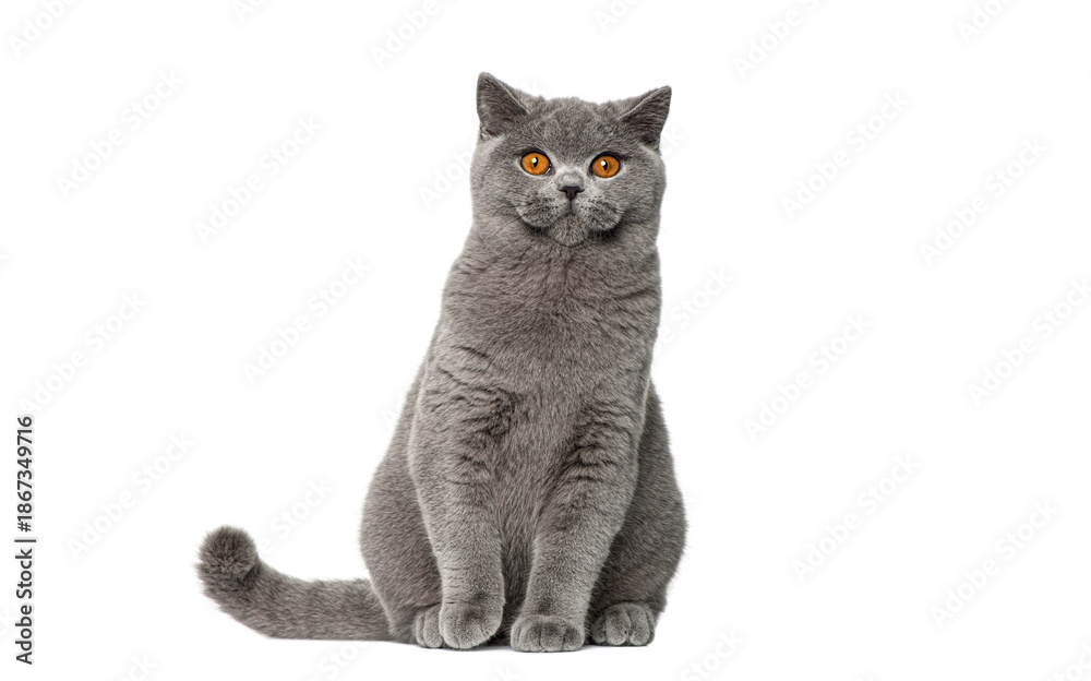 Fototapeta premium Portrait of British Shorthair cat sitting and looking at the camera, isolated on white