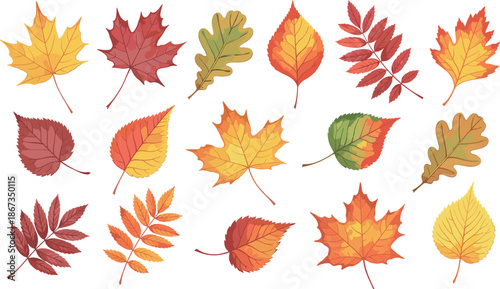 Vector Illustration Set of Diverse Autumn Leaves in Fall Colors
