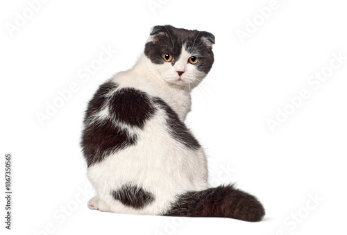 Scottish fold cat sitting and looking back over shoulder © Eric Isselée