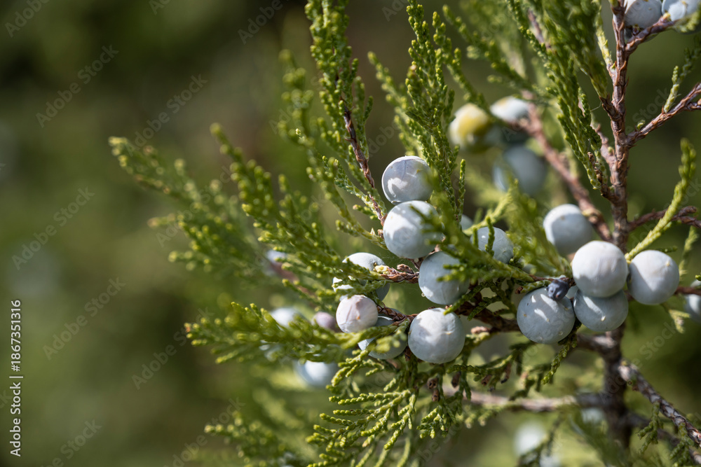 Fototapeta premium Detailed view of juniper with soft green background, Closeup of juniper berries illuminated by sunlight with gentle outdoor ambiance