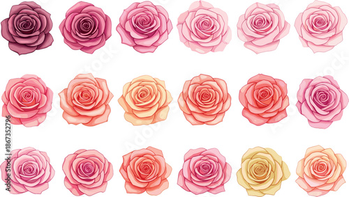 Vector Illustration Set of Rose Flowers in Shades of Pink, Peach, and Yellow