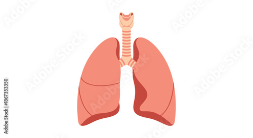 Detailed anatomical illustration of the human respiratory system featuring the lungs, trachea, and bronchial tubes on white.