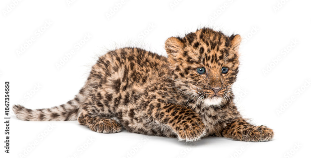 Naklejka premium Amur leopard cub, Panthera pardus orientalis, crawling and looking away on white background