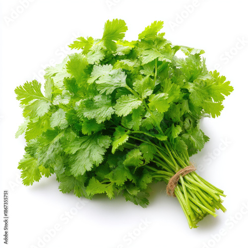 Fresh cilantro bunch vibrant green herb with dewy leaves