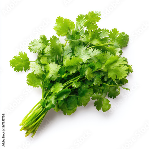 Fresh cilantro bunch vibrant green herb bright aroma