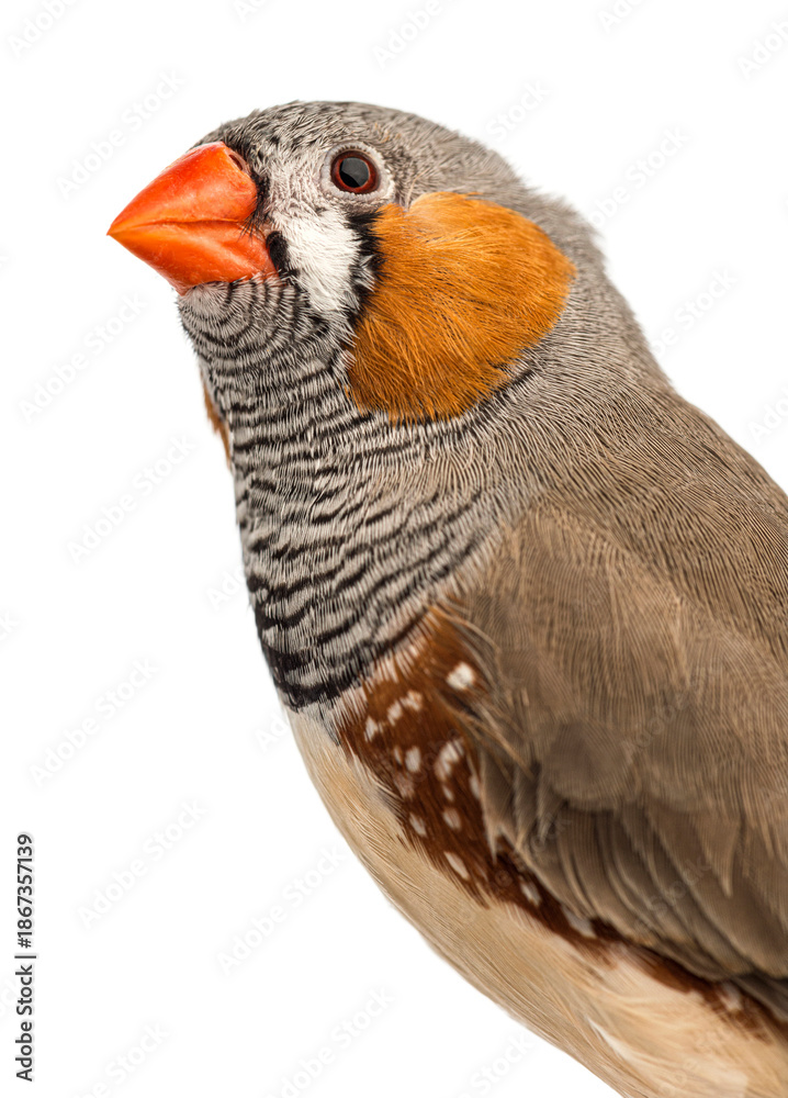 Fototapeta premium Zebra finch head shot looking up with orange beak