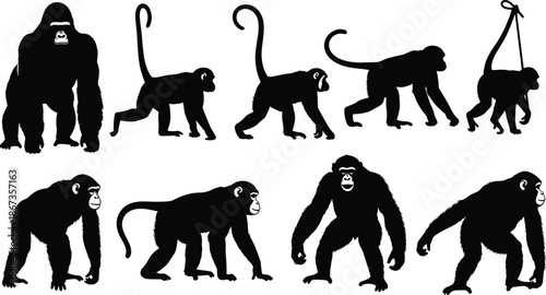 Primate silhouette collection, gorilla and monkey poses evolution set isolated black vector illustration for wildlife education design projects