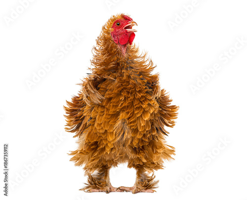 Foto Frizzle chicken squawking brown fluffy fowl standing