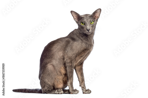 Foto Oriental shorthair domestic cat sitting and posing on white background