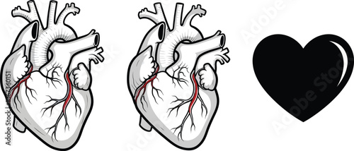 Anatomical hearts transform into a simple heart shape illustrating love s evolution