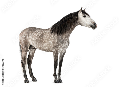 Canvas Print Andalusian dapple gray horse standing isolated white background