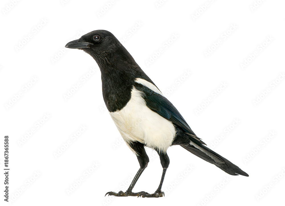 Fototapeta premium Eurasian magpie bird standing isolated on white
