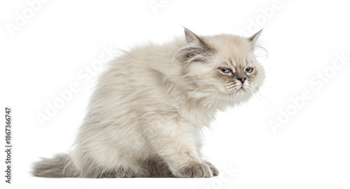 Canvastavla Grumpy british longhair cat sitting and looking annoyed on white background