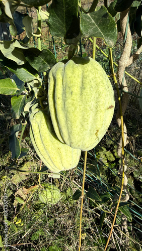 Araujia sericifera Torture Plant Fruit Climbing Plant