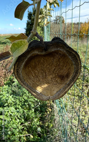 Araujia sericifera Torture Plant Fruit Climbing Plant