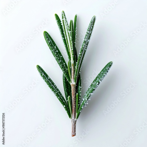 Rosemary Sprig Covered in Frost on Clean White Background Minimalist Still Life