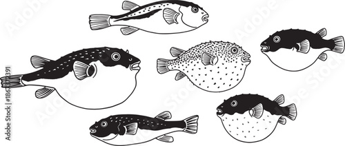 Six different types of fish isolated on transparent background