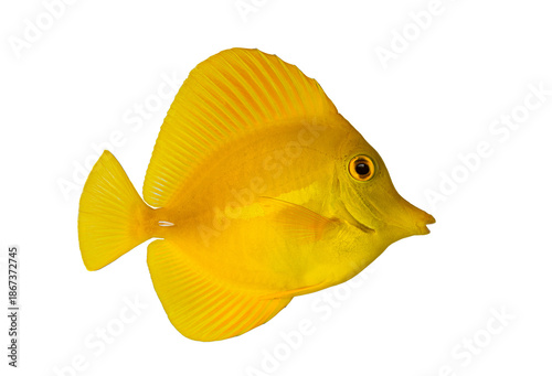 Εκτύπωση καμβά Yellow tang fish swimming isolated white background