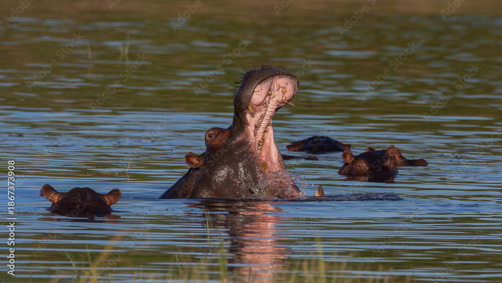 Fototapeta premium Hippopotamus with mouth wide open surrounded by onther hippos in the water