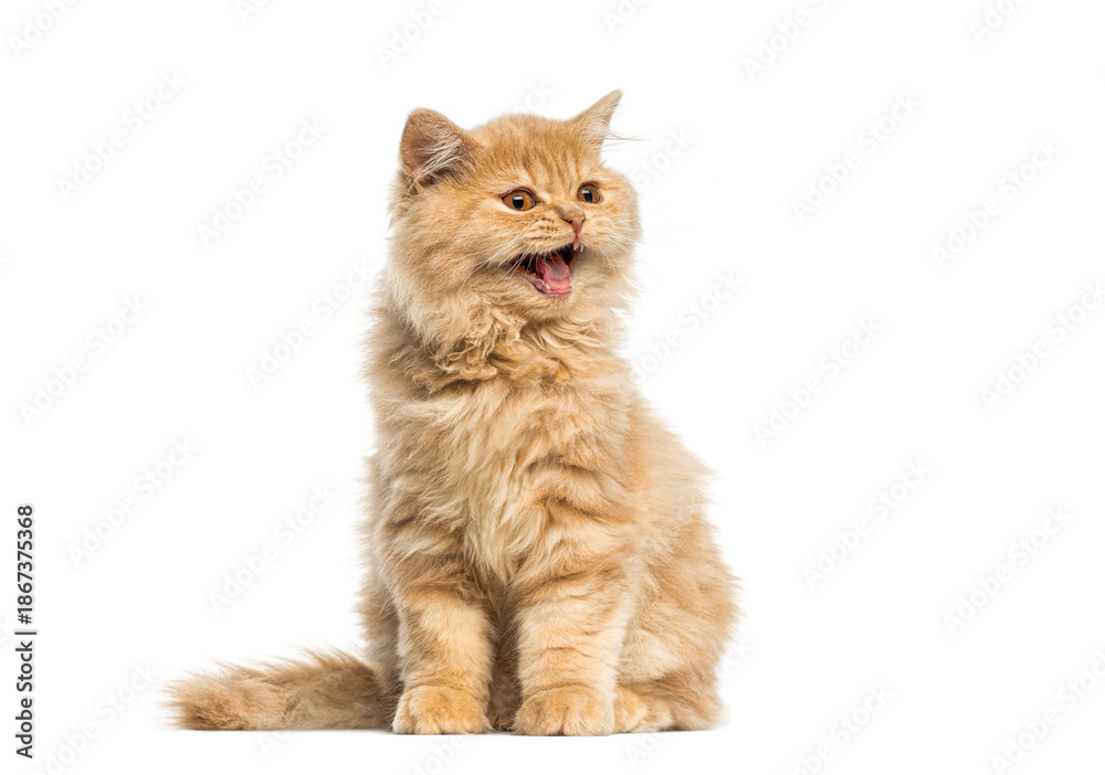 Fototapeta premium British longhair kitten meowing and sitting on white background