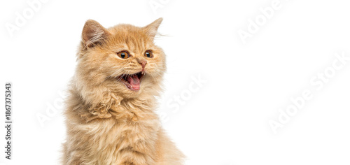 British longhair kitten meowing on white background