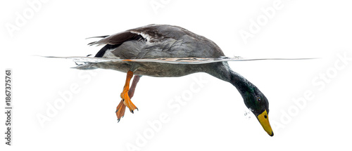 Schilderij op canvas Duck dabbling in water with head submerged feeding