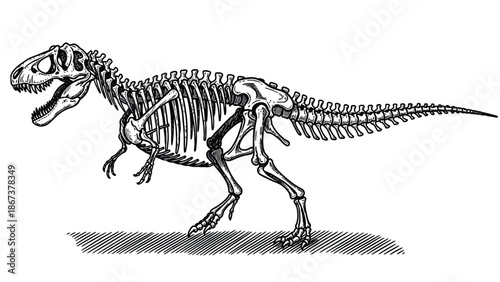 Detailed Tyrannosaurus Rex Skeleton Illustration for Education, Science, and Paleontology Reference Imagery Public Display Uses