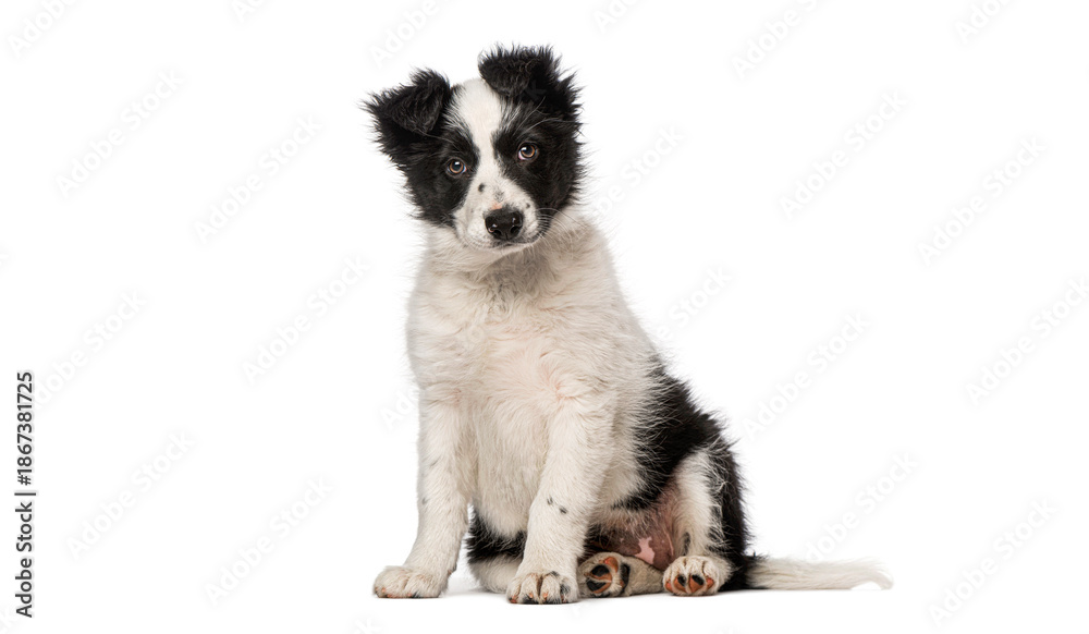 Obraz premium Border collie puppy sitting looking forward on white background