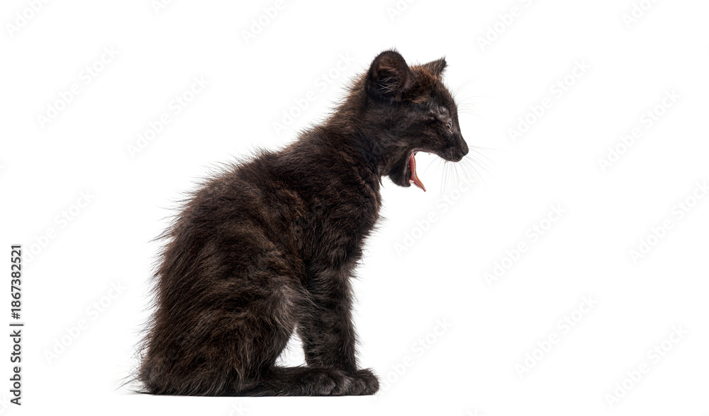 Fototapeta premium Black kitten yawning on white background