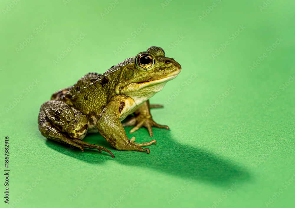 Obraz premium Green frog sitting on plain studio background
