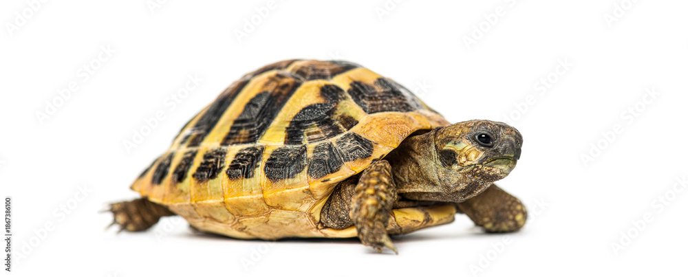 Obraz premium Tortoise walking on white background looking forward