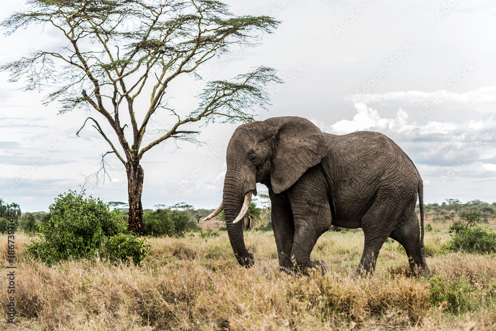 Fototapeta premium Large male elephant walking in the african savanna near an acacia tree