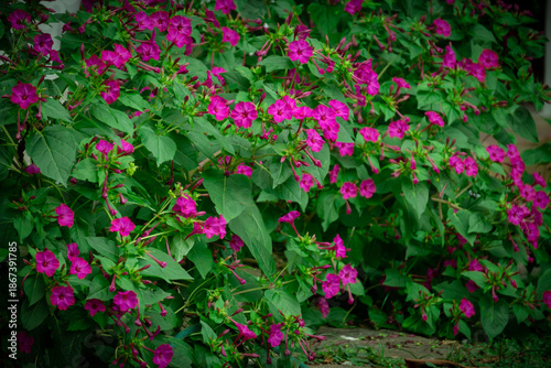 Wallpaper Mural pink flowers in a garden Torontodigital.ca
