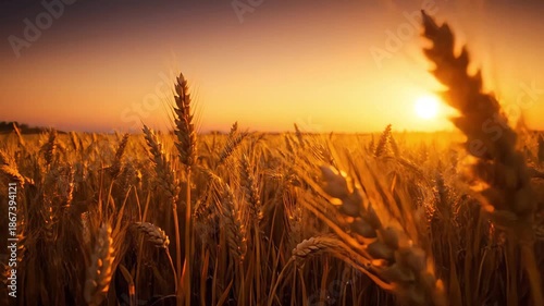 Golden wheat field at sunrise with warm backlighting and soft focus on ripened stalks, slow motion capture
