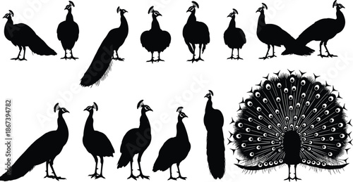 Peacock silhouette collection, standing and fanned tail poses, elegant bird design, black vector, nature theme, isolated, decorative, wildlife, setPeacock silhouette collection