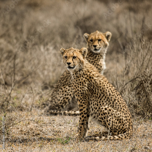 Canvas Print Youg Cheetahs sitting, Serengeti, Tanzania