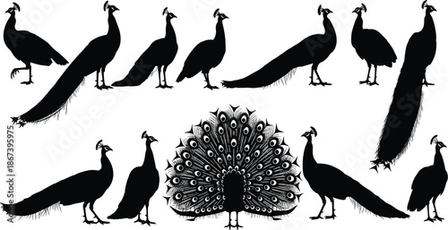 Peacock silhouette set, elegant bird poses, fanned tail feathers, side profile, black vector, nature theme, isolated, decorative, collectionPeacock silhouette set, elegant bird poses