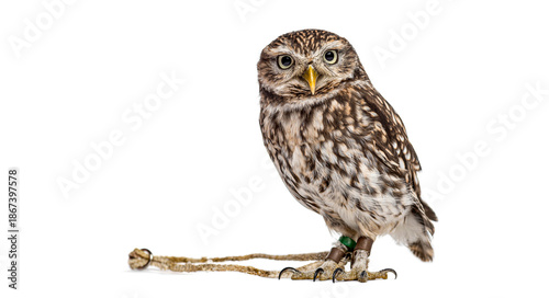 Photos Little owl athene noctua standing on white background