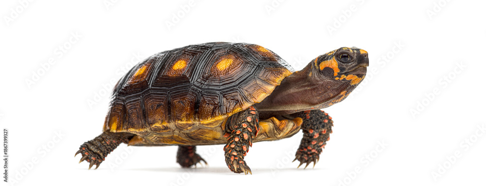 Fototapeta premium Red footed tortoise walking on white background