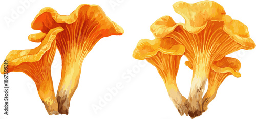 2 sets of golden chanterelle mushrooms with clipping path