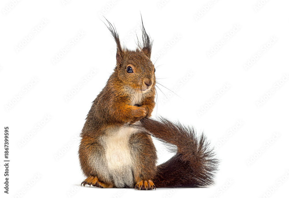 Fototapeta premium Red squirrel standing on white background looking away