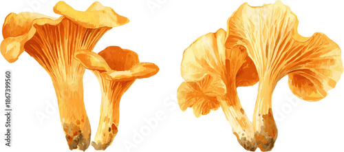 2 sets of golden chanterelle mushrooms with different patterns, in clip art style, isolated on white background