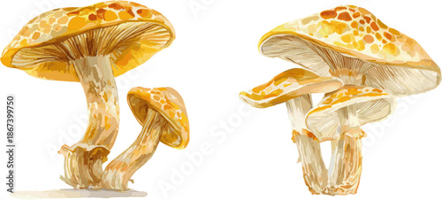 2 sets of golden mushrooms with different poses, in clip art style, isolated on white background