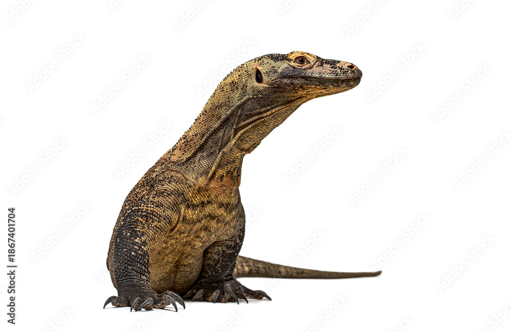 Fototapeta premium Komodo dragon sitting watching on white background