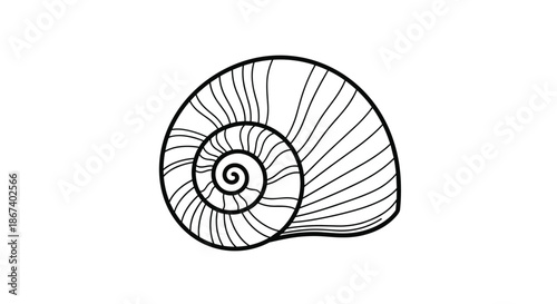 Detailed black and white line drawing showing the spiral pattern of a snail shell against a white background.