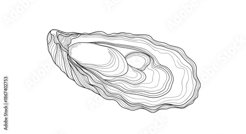 Detailed black and white line art illustration of an open oyster shell, showing the characteristic textures and layers of the shell.