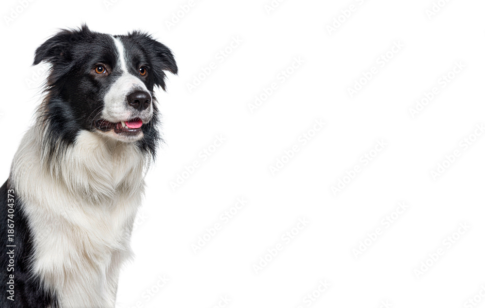 Fototapeta premium Border collie dog sitting and looking away from camera on white background
