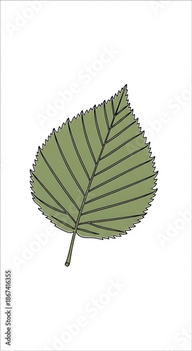 Green Leaf Image for Nature Background.