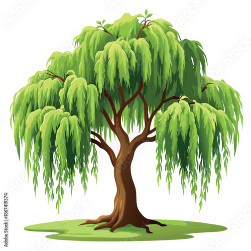 willow tree illustration