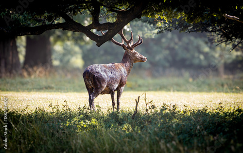 red deer in the woods